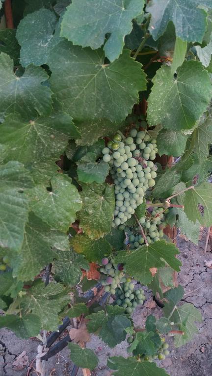 Terras - Agroturismo & Vinhos 贝雅区 外观 照片